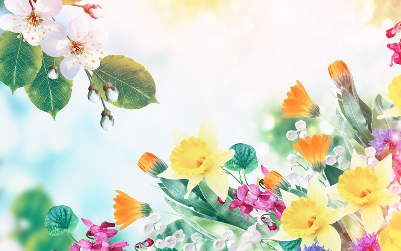 blossoming-branch-cherry-bright-colorful-spring_web