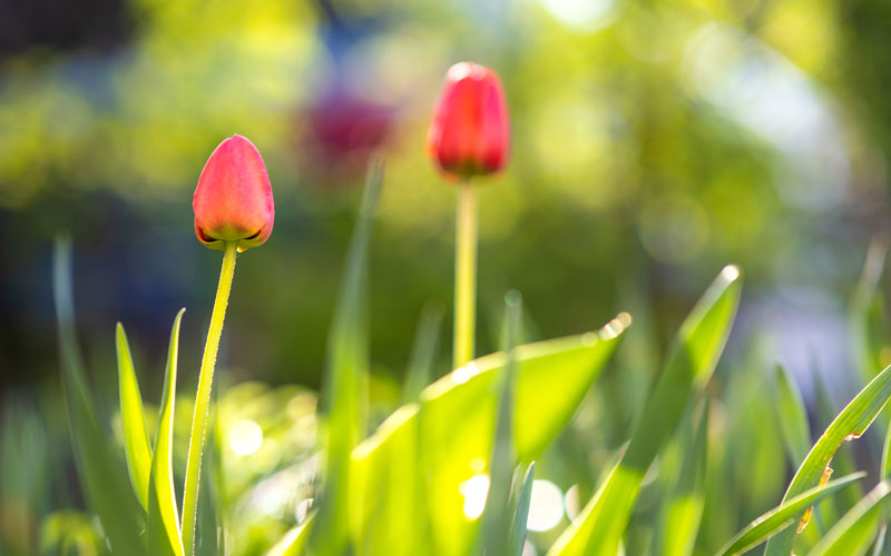 bright-red-tulip-flower-growing-in-spring-garden_web